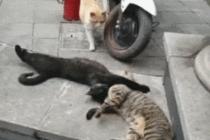 불륜에 딱 걸린 냥이