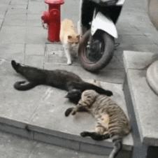 불륜에 딱 걸린 냥이