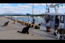 漁船が帰って来たので猫たち港にお出迎えに集まってきた