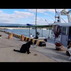 漁船が帰って来たので猫たち港にお出迎えに集まってきた