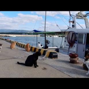 漁船が帰って来たので猫たち港にお出迎えに集まってきた