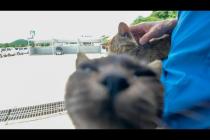 猫好き歓喜!フェリー乗り場が猫だらけで幸せすぎた…!