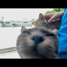 猫好き歓喜！フェリー乗り場が猫だらけで幸せすぎた…！