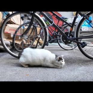 商店街の猫、狩りに出る