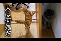 犬と猫が本気でかくれんぼしたら可愛すぎた...