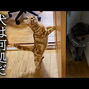 犬と猫が本気でかくれんぼしたら可愛すぎた...