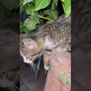 😢🐱 Little Kitten is Hungry and Scared! Loudly Calling for Help #shorts #kitten#cat#cats#animals