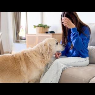 This is What a Golden Retriever does when his human Mom is Crying