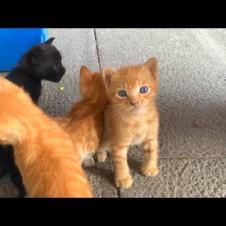Mother cat gets exhausted while feeding her kittens