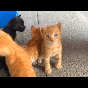 Mother cat gets exhausted while feeding her kittens