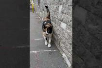 😻 😻 A hungry cat first says meow to me and thanks me #shorts #cat #catvideos #animals #cute