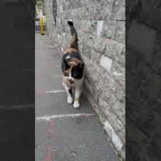 😻 😻 A hungry cat first says meow to me and thanks me #shorts #cat #catvideos #animals #cute