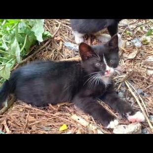 I came across the playtime of homeless but cheerful kittens and I joined the game