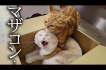 甘えん坊の子猫が母猫にこっそり抱きついた結果...