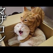 甘えん坊の子猫が母猫にこっそり抱きついた結果...