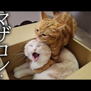 甘えん坊の子猫が母猫にこっそり抱きついた結果...