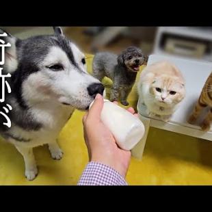 一口もごはんを食べないのでミルクをあげてみた結果...