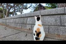 猫には何か見えるの?遠くの何かが気になる三毛猫ちゃん