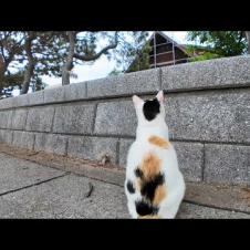 猫には何か見えるの?遠くの何かが気になる三毛猫ちゃん