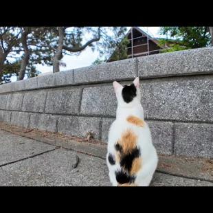 猫には何か見えるの?遠くの何かが気になる三毛猫ちゃん
