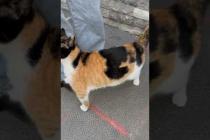 💕🐾 Looking for Affection... Who Can Say No to This Cute Street Cat?#shorst #cat #animals  #cute