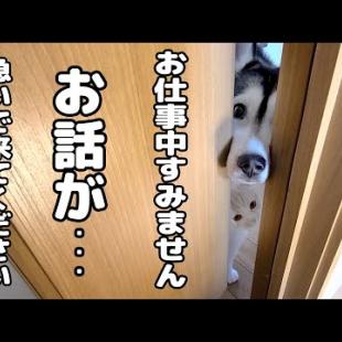 子猫とハスキー犬が一緒に騒いでるのでついて行ってみると...