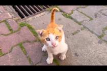 The best playmate I've ever seen, an orange kitten, motivates me