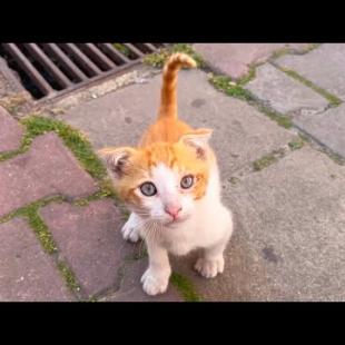 The best playmate I've ever seen, an orange kitten, motivates me