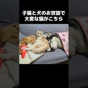 子猫と犬のお世話が大変な犬に育てられた猫...