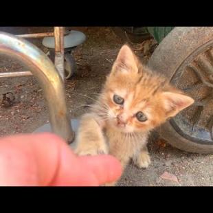 🐱🫶 The Little Kitten Who Stole My Heart Prevented Me From Going Home...
