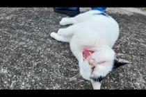 漁港にいた猫ちゃん、ナデナデすると足元でゴロンゴロン寝転んでかわいすぎた