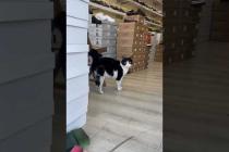Masked cat hiding in shoe store #shorts #catshorts #cat #cats #kitten #tuxedo #catvideos #catlovers