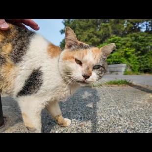 「撫でていいよ♪」防波堤の三毛猫がまさかのサービス精神！