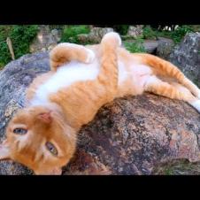 岩の上で寝ていた野良猫を撫でる