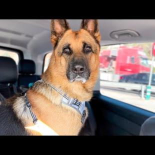 German Shepherd Suddenly Thought he was on his Way to the Vet