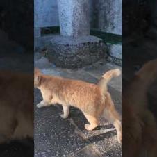 猫島の港近くに神社に猫と一緒に参拝してきた