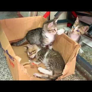 The fun games of homeless kittens with each other will fascinate you