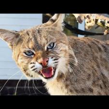 БОБКЭТ РУФУС В ОЖИДАНИИ ЕДЫ / Переселяю сингапуру / Как назовём котенка?