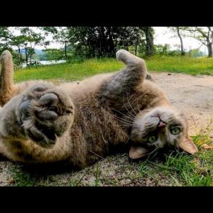 公園でグレーの猫が近づいてきて目の前でゴロンと転がった