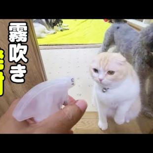 窓掃除を邪魔してくる子猫と犬に霧吹きを発射したらこうなった...笑