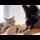 My Dog ​​Helps Mom Cat Babysit Tiny Kittens