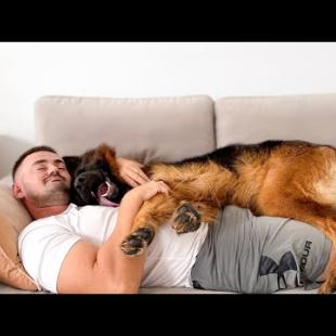 What Does My Husband do When He is Alone with the German Shepherd