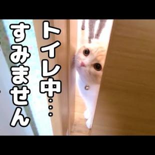 飼い主がトイレ中に暴挙に出た子猫とハスキー犬がこちら...笑