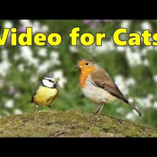 Cat TV to Relax My Cat ~ Birds in The Woods by Paul Dinning ⭐ 8 HOURS ⭐