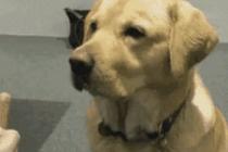 개와 고양이에게 욕을 해봤다