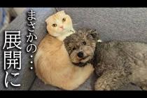 犬にこっそり甘えられた猫はこうなります...