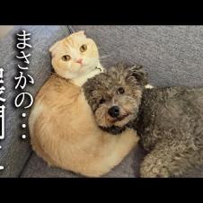 犬にこっそり甘えられた猫はこうなります...