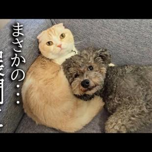 犬にこっそり甘えられた猫はこうなります...