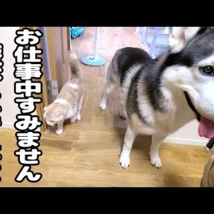 仕事中に甘えん坊の子猫とハスキー犬の訪問に困ってます...笑