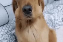 저놈이 흠쳐 먹어요